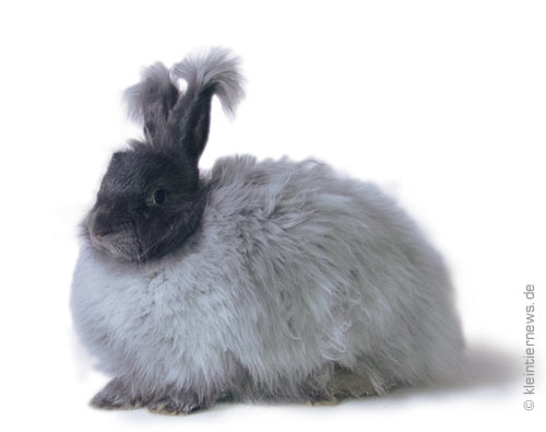 Angora blau (farbige Angorakaninchen)