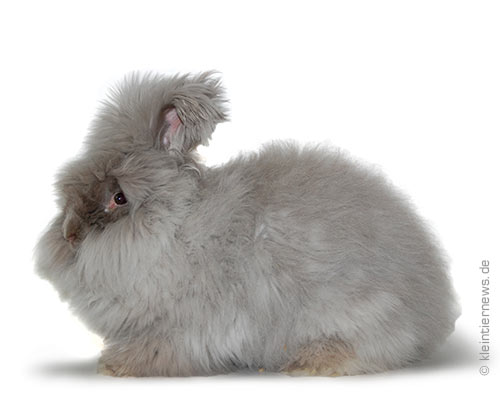 Angora fehfarbig - fehfarbige Angorakaninchen