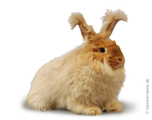 Angora gelb