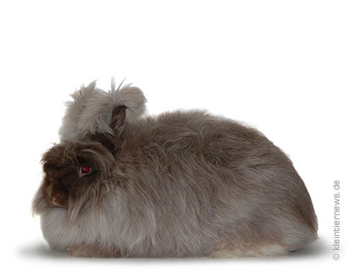 farbige Angorakaninchen,
 Angora havannafarbig