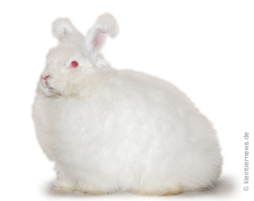 Angora weiß Rotauge